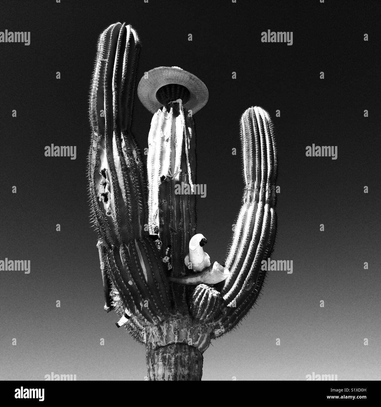 Mit zufälligen Ergänzungen in Mexiko Kaktus Stockfoto