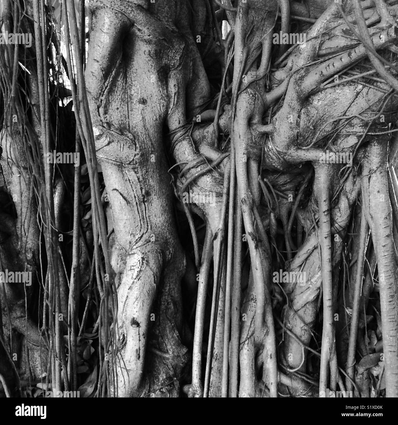Nahaufnahme des Banyan Tree Wurzeln in Schwarzweiß Stockfoto