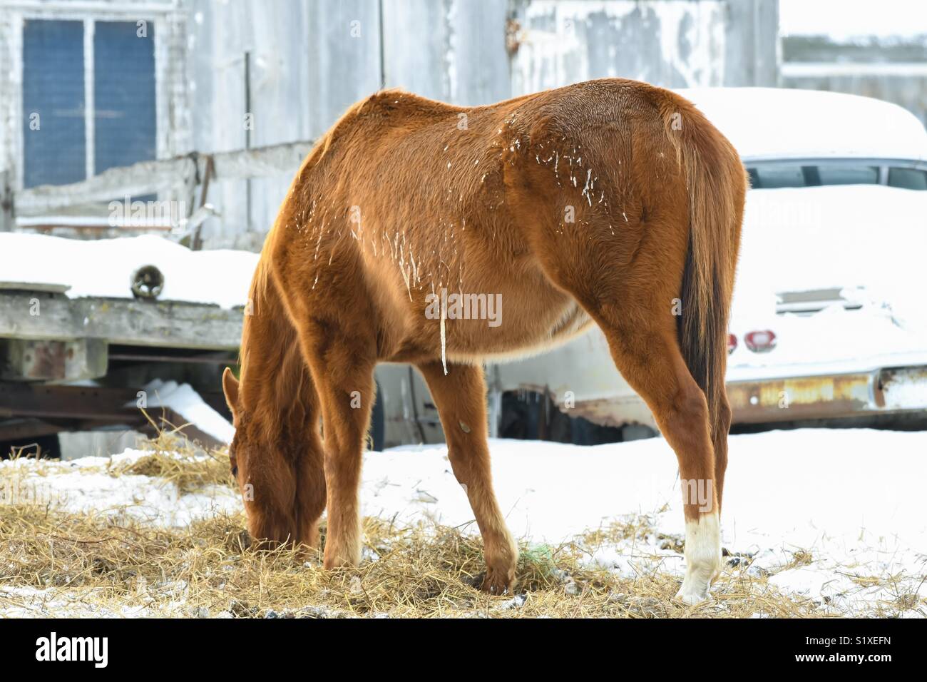 Pferd, Essen Stockfoto