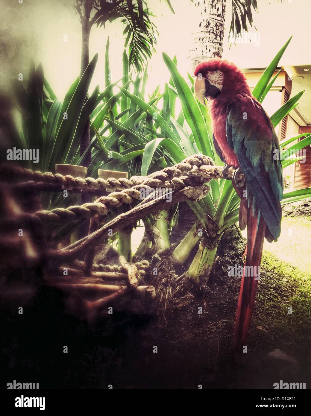 Schlafen Red Parrot. Stockfoto