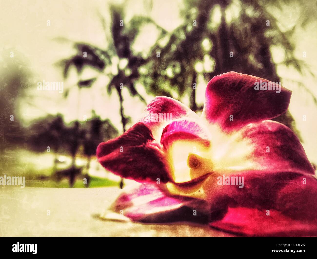 Tropical Pink Orchid Flower mit Palmen im Hintergrund. - Smartphone-aufgenommenes Stockfoto