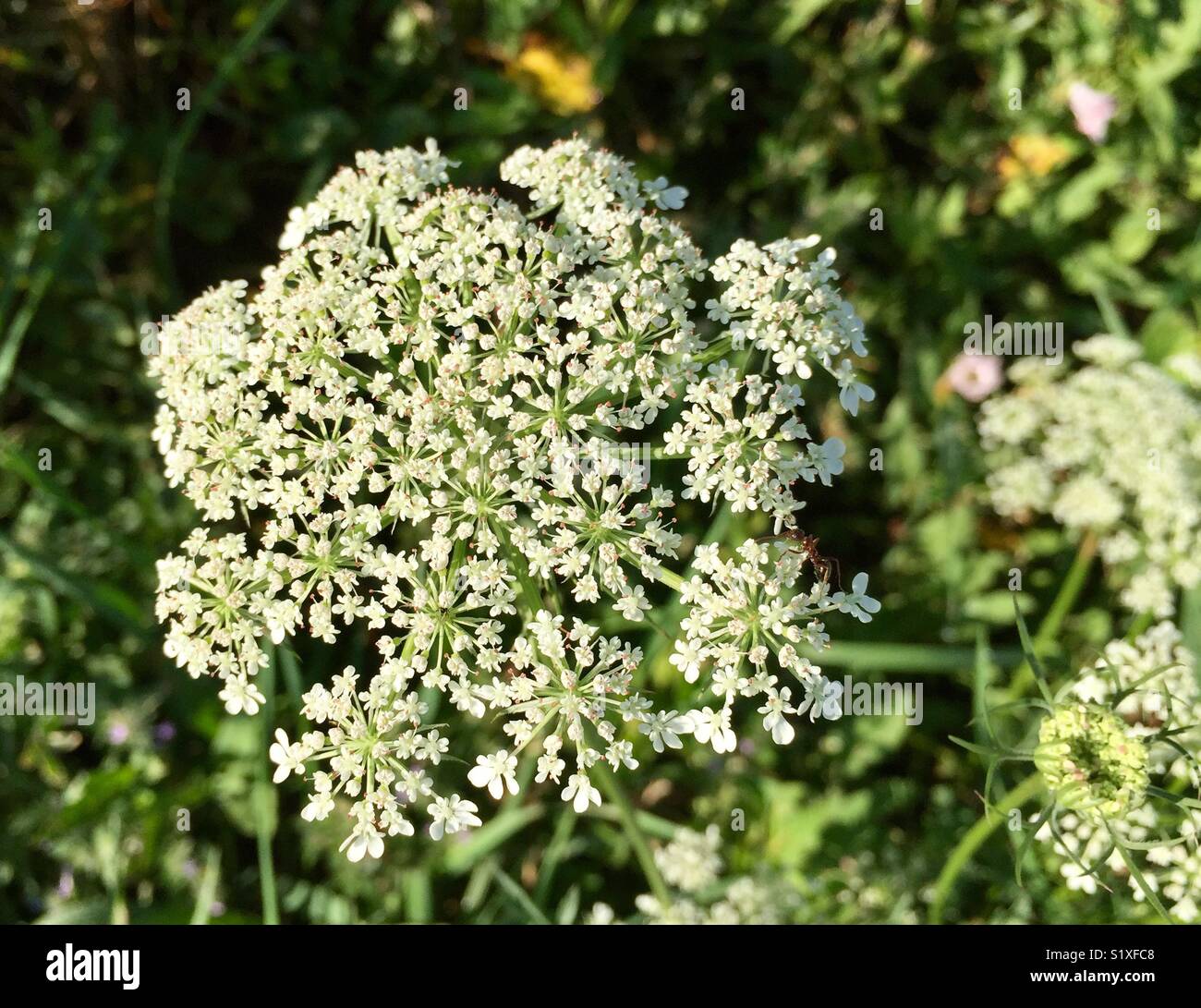 Winzige Ameisen krochen auf dem Rand der blühenden weißen flowerhead im garten landschaft Stockfoto