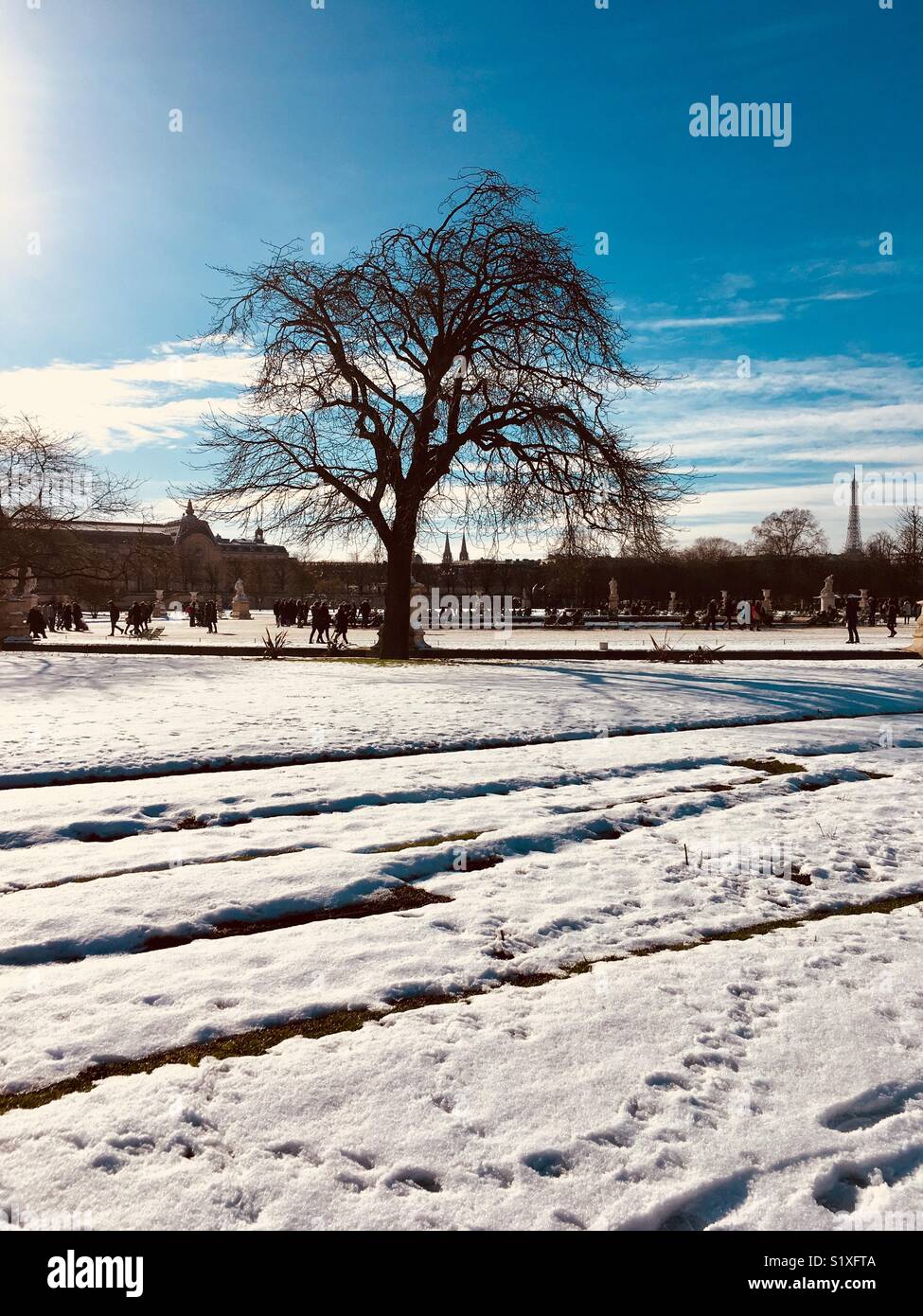 Baum im Schnee Stockfoto