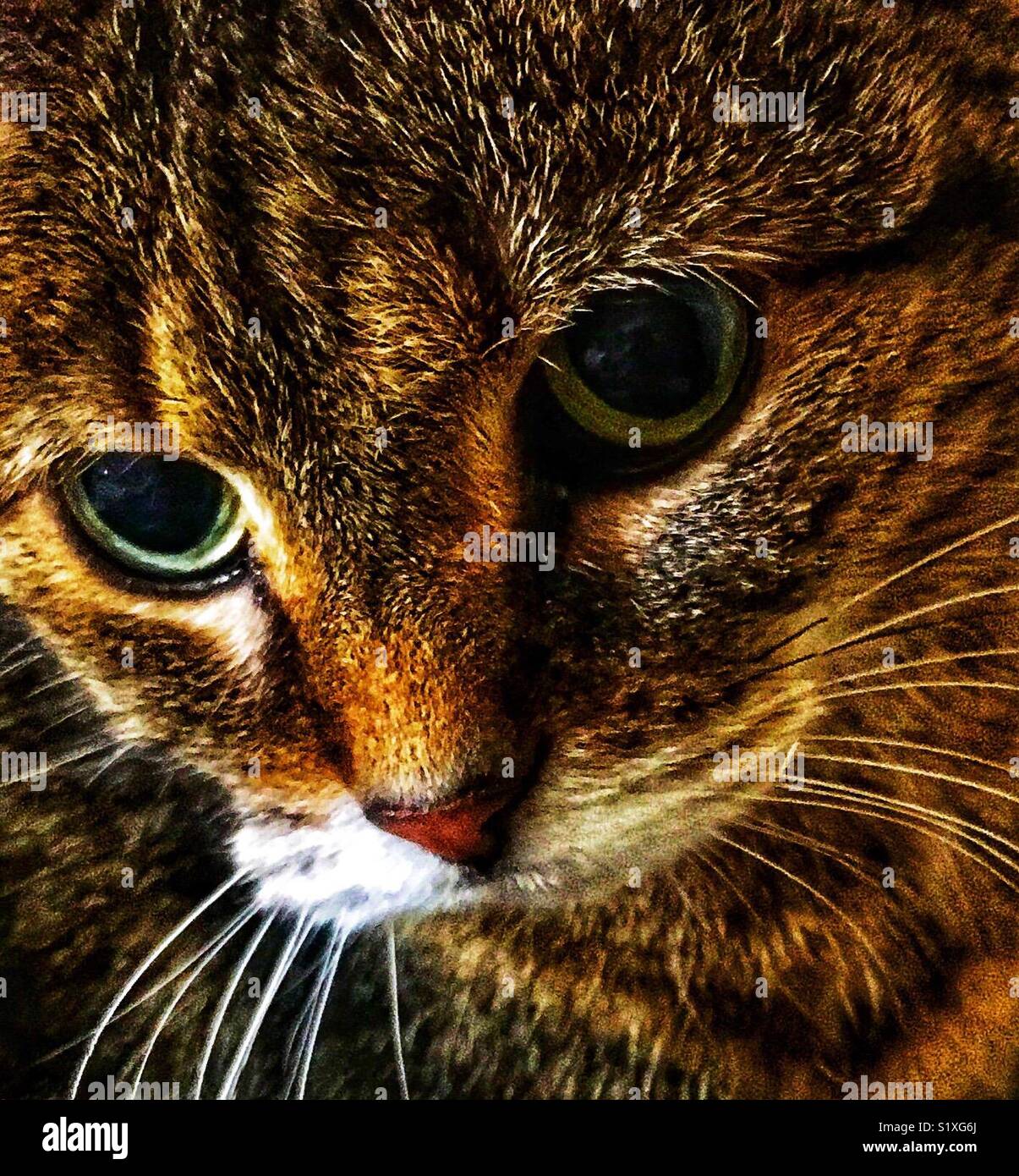 Braun tabby Katze mit großen Augen Stockfoto