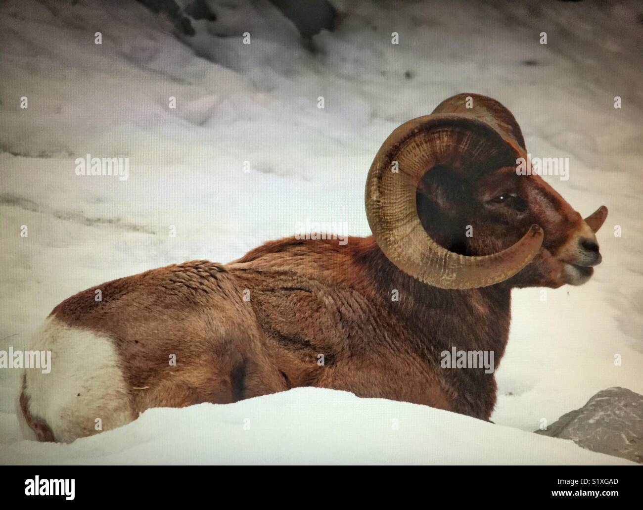 Big Horn Mountain Schafe - Smartphone-aufgenommenes Stockfoto