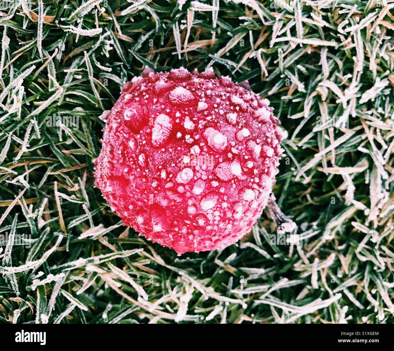 Frost bedeckt Apple im Gras Stockfoto