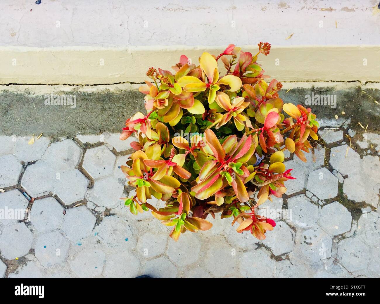 Schöne Anlage in wunderschöner Stadt Islamabad in Pakistan Stockfoto