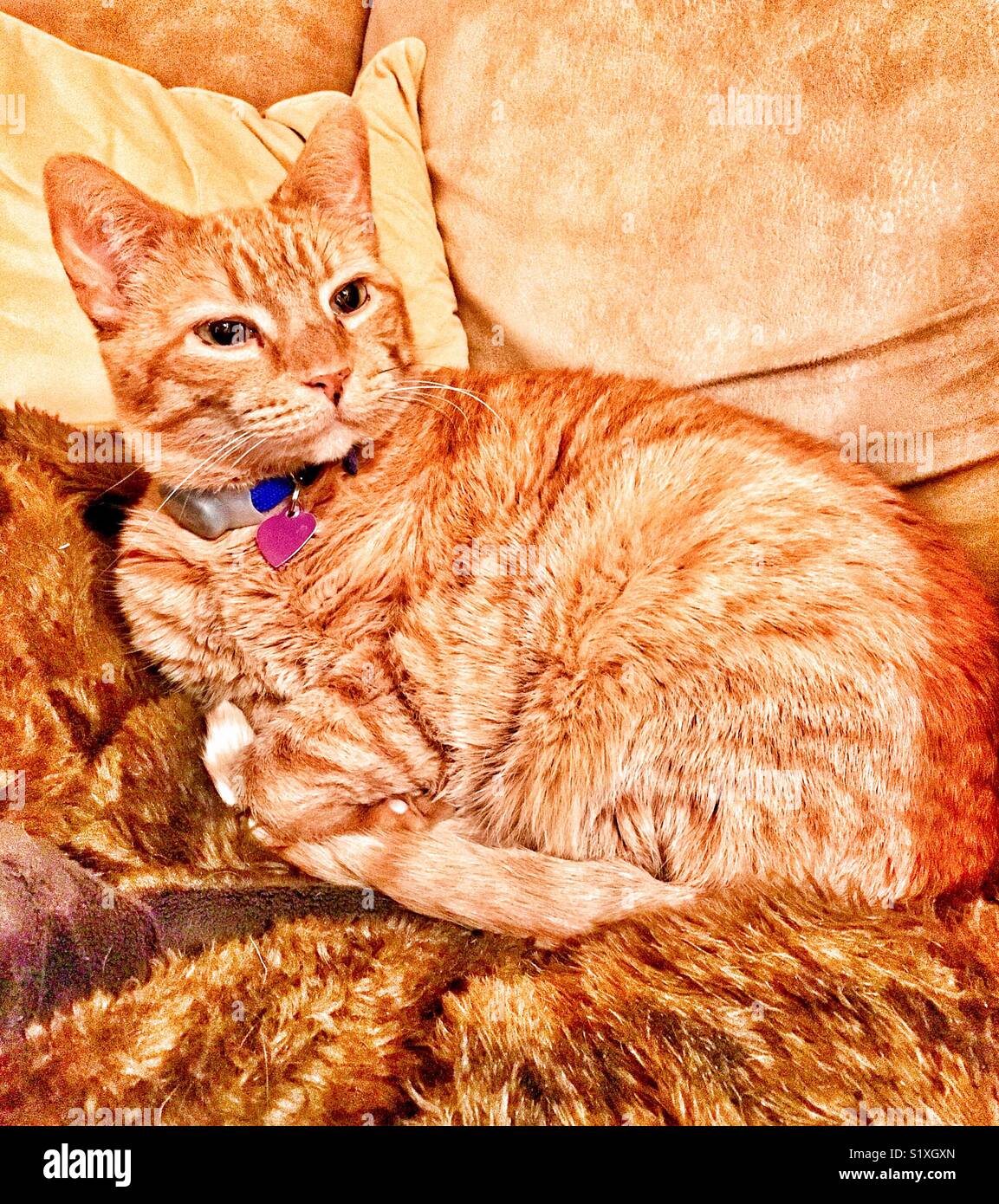Orange Katze Faulenzen auf der Couch mit Fellimitat Decke Stockfoto
