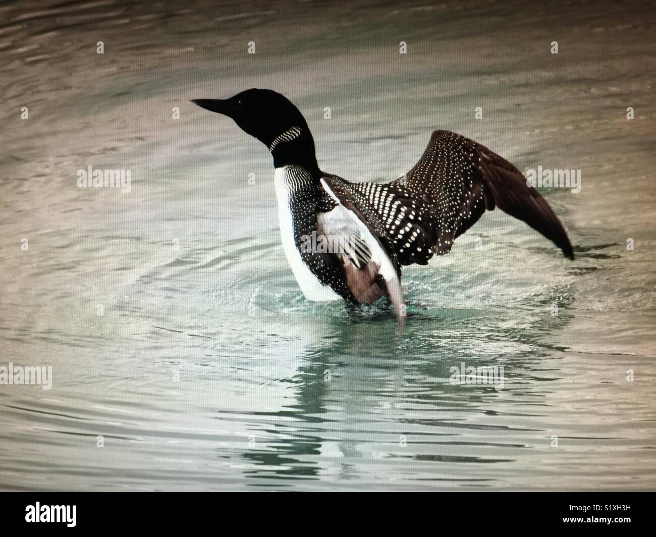 Gemeinsamen loon - Smartphone-aufgenommenes Stockfoto
