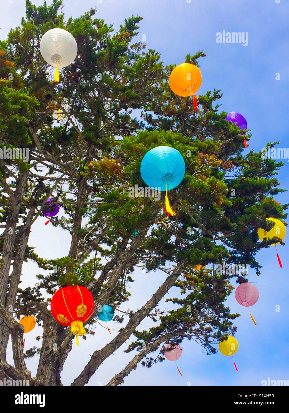Bunte Lampions hängen von einem Baum Stockfoto