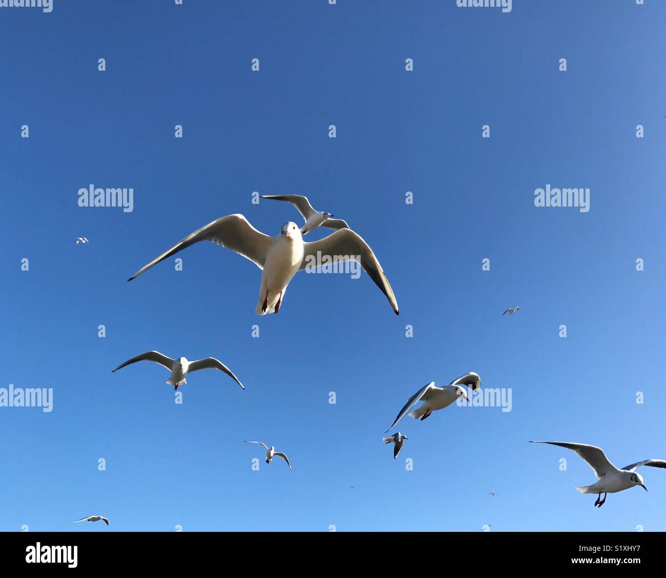 Möwen im Flug gegen einen strahlend blauen Himmel Stockfoto