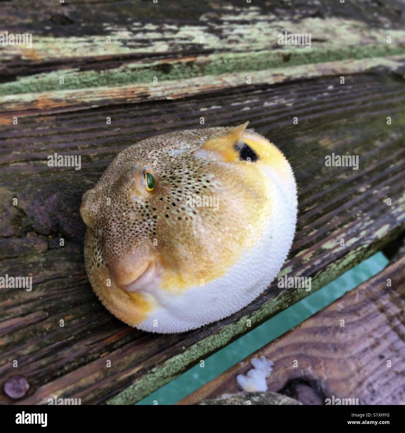 Aufgeblähten Kugelfischen Festlegung auf einem Verwitterten hölzernen Pier Stockfoto