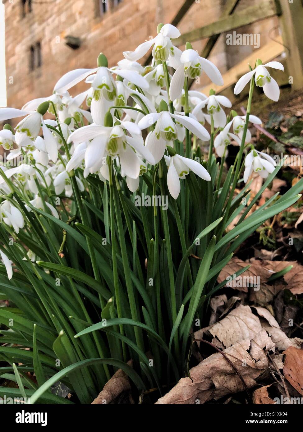 Schneeglöckchen in der Blüte. Stockfoto