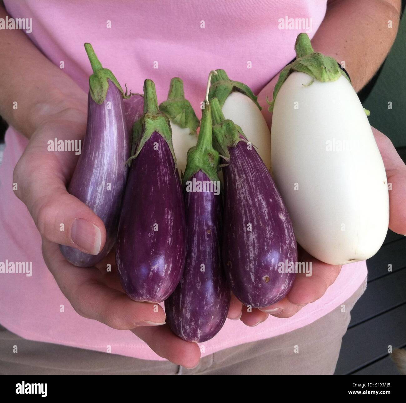 Eine gemischte Auswahl an selbst angebauten Auberginen signalisiert, dass die Sommer in einem Hinterhof Florida Garten angekommen ist. - Smartphone-aufgenommenes Stockfoto