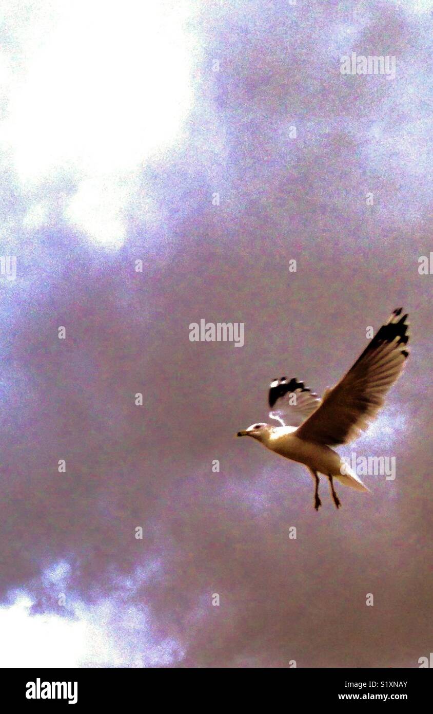 Möwe im Flug, Flügel breiten - Smartphone-aufgenommenes Stockfoto