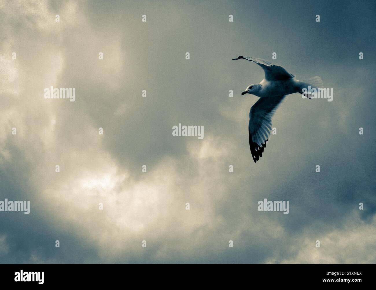 Bewölkten Himmel hinter Möwe - Smartphone-aufgenommenes Stockfoto