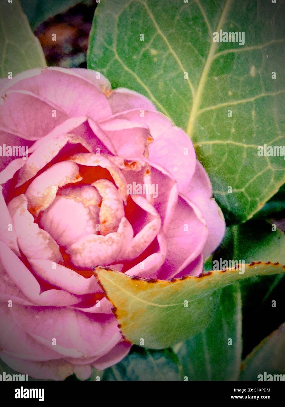 Rosa Rose - wie Kamelie mit gebogenem Blatt Stockfoto