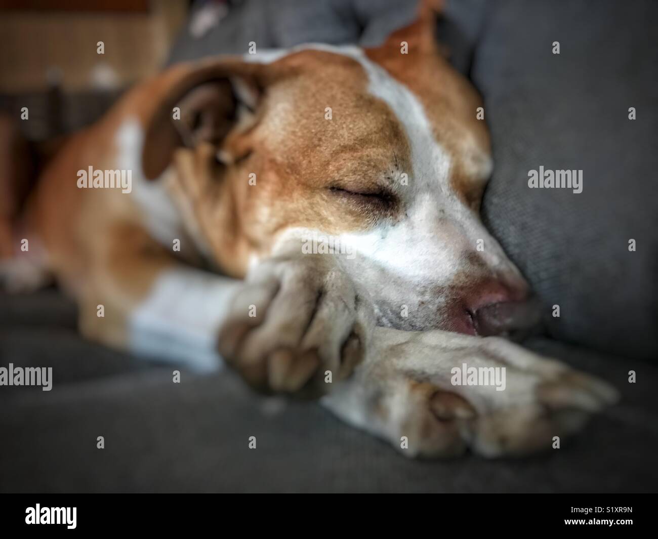 Großer Hund, der auf grauer Couch mit gekreuzten Pfoten schläft Stockfoto