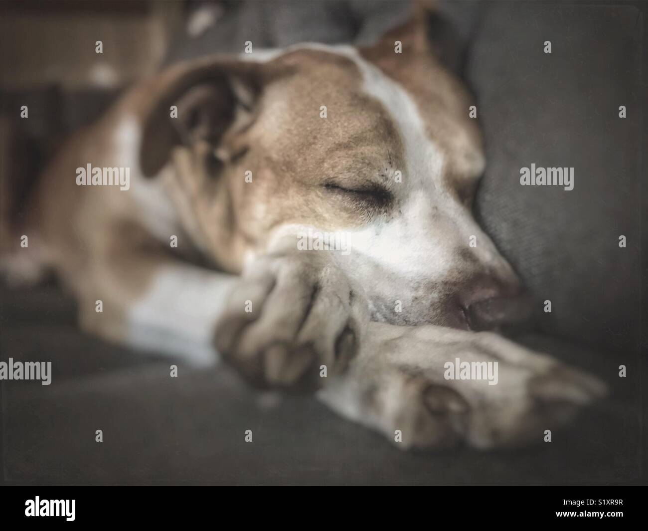 Großer Hund, der auf der Couch mit gekreuzten Pfoten schläft - Smartphone-aufgenommenes Stockfoto
