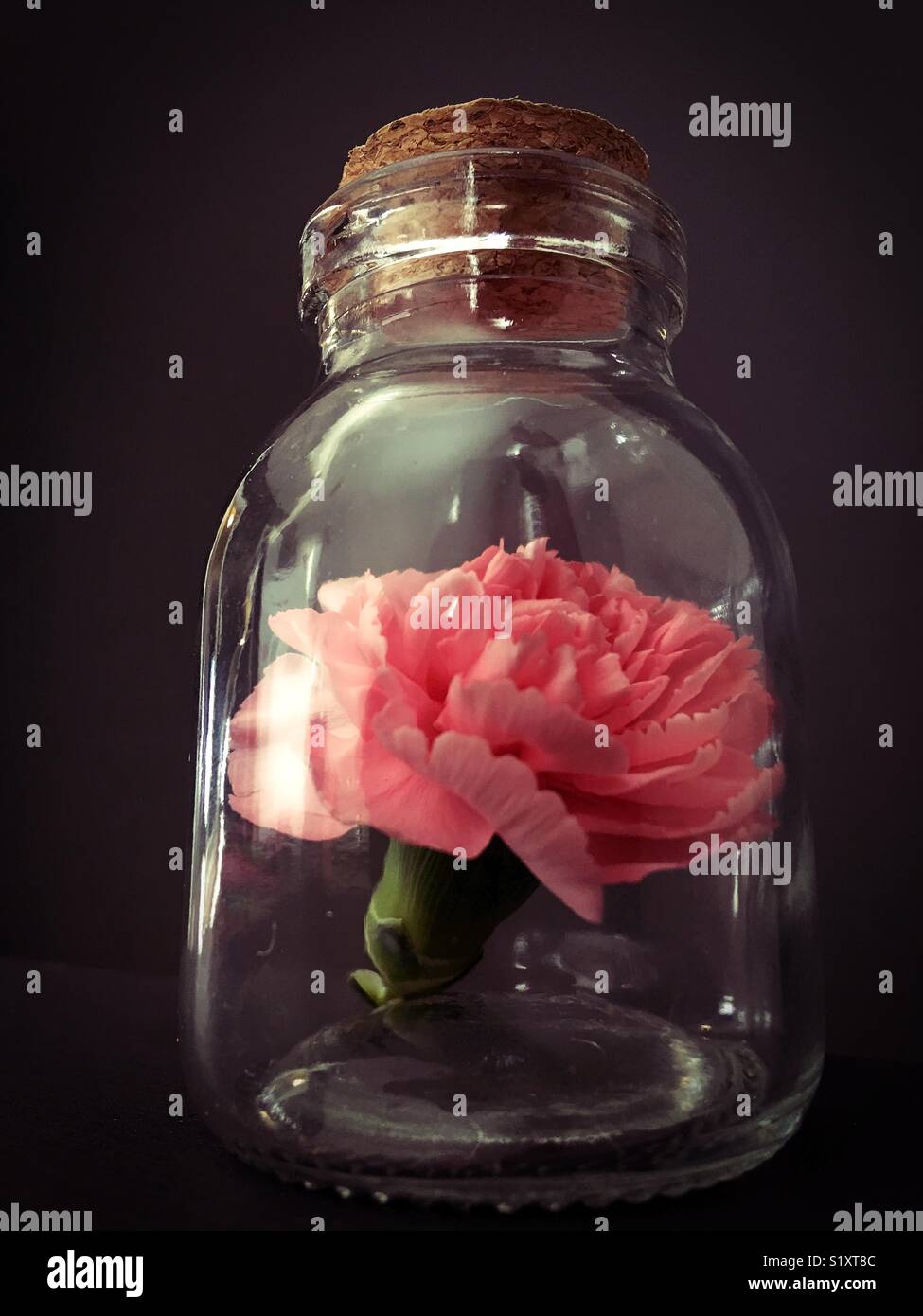 Ein rosa Nelke Blume in einer Flasche. Stockfoto