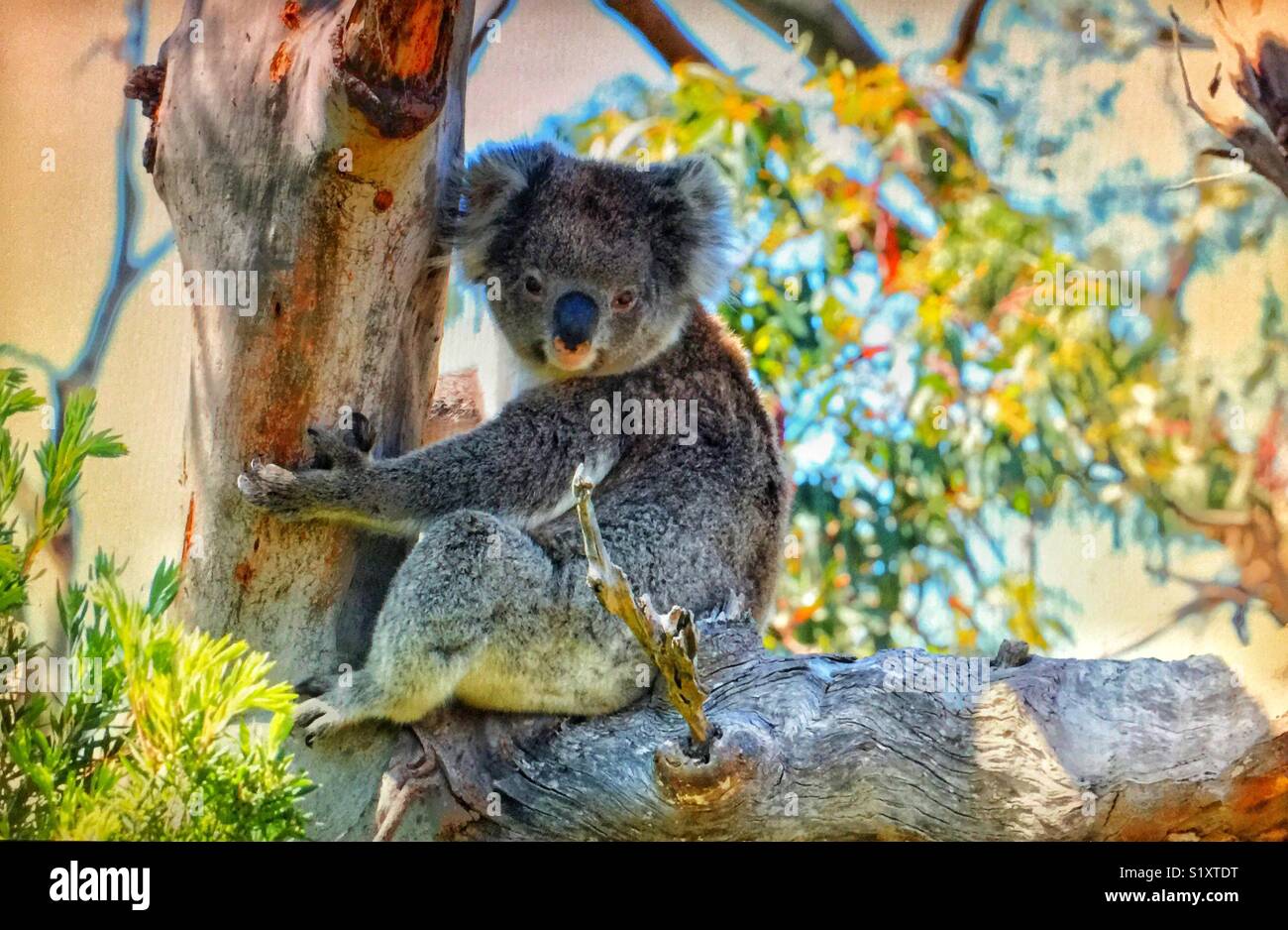 Koala ist eine kletternde Pflanzen fressenden Beuteltier in Australien Stockfoto