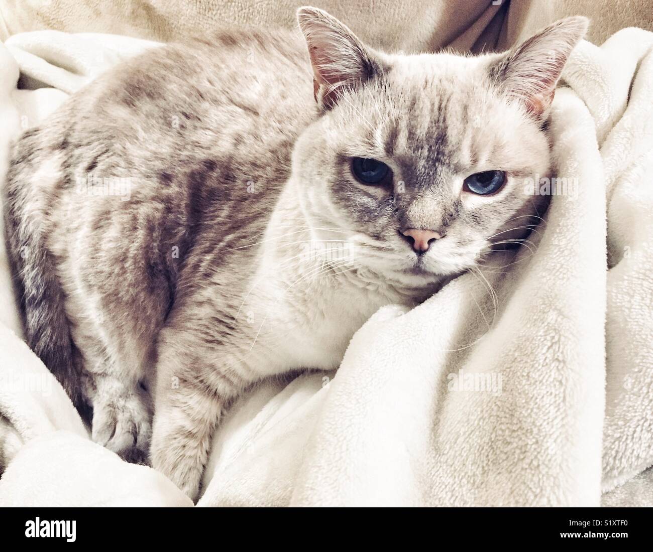 Portrait von Lynx point Siam auf weiße Decke Stockfoto