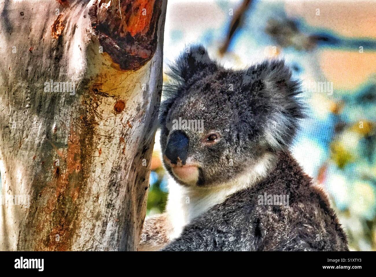 Der Koala ist eine kletternde Pflanzen fressenden Beuteltier in Australien. Stockfoto