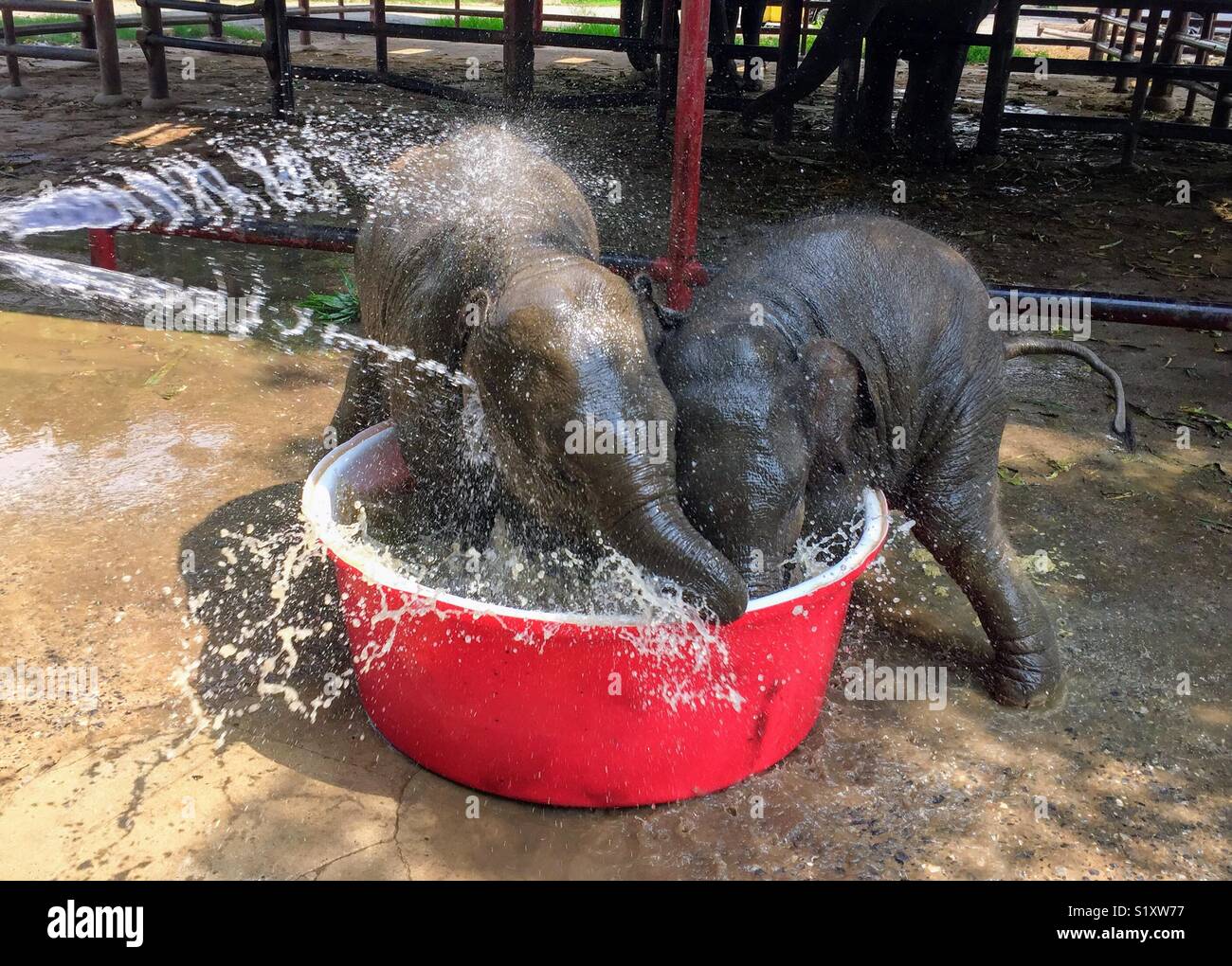 Baby Elefanten in der Badewanne in der Nähe von Bangkok, Thailand spielen Stockfoto