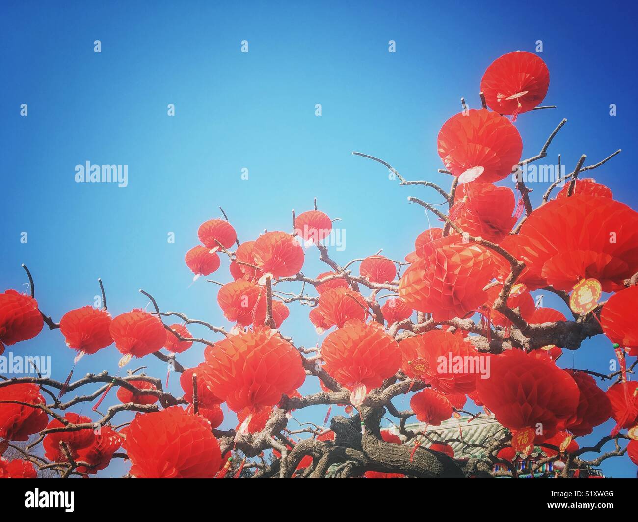 Rote Laternen auf einem Baum. Traditionelle Dekoration von Lunar New Year. Stockfoto