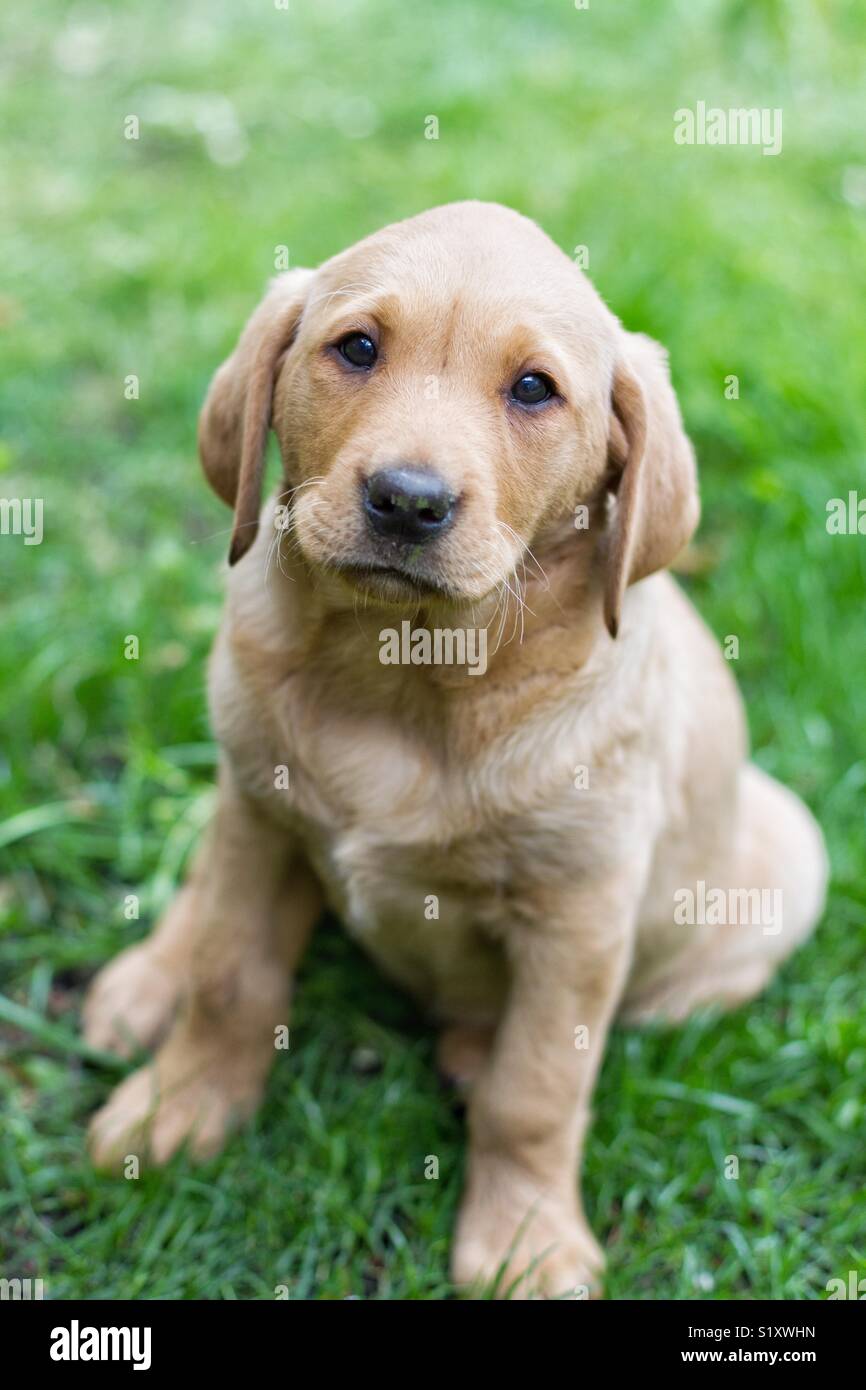 Ein niedliches, gelben Labrador Retriever Welpen Sitzen im Freien auf grünem Gras und gerade mit Blick auf die Kamera in einem pet-portrait Stockfoto