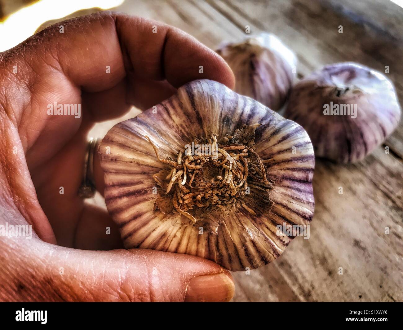 Frau herauf ein Knoblauch Zwiebel - Smartphone-aufgenommenes Stockfoto