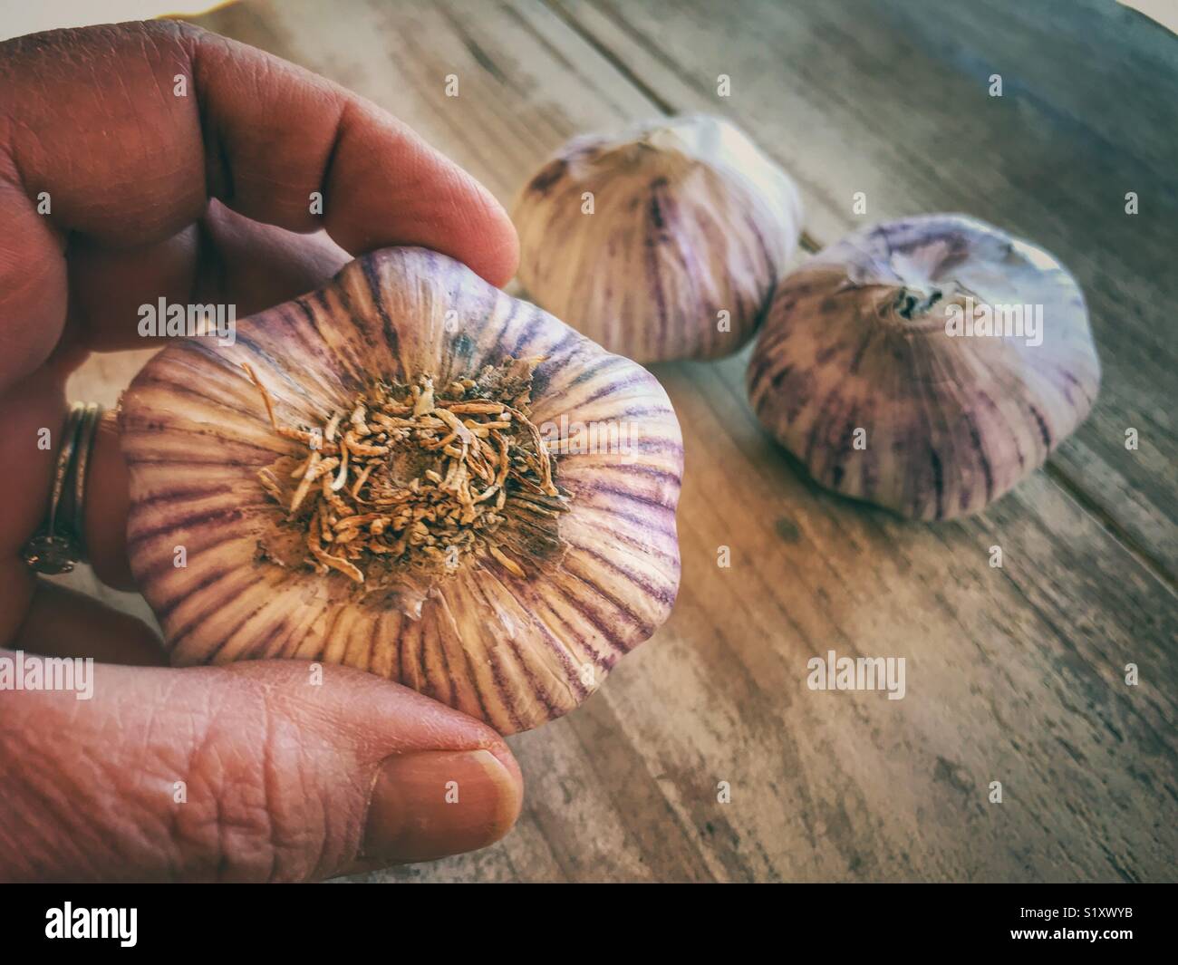 Frau herauf ein Knoblauch Zwiebel - Smartphone-aufgenommenes Stockfoto