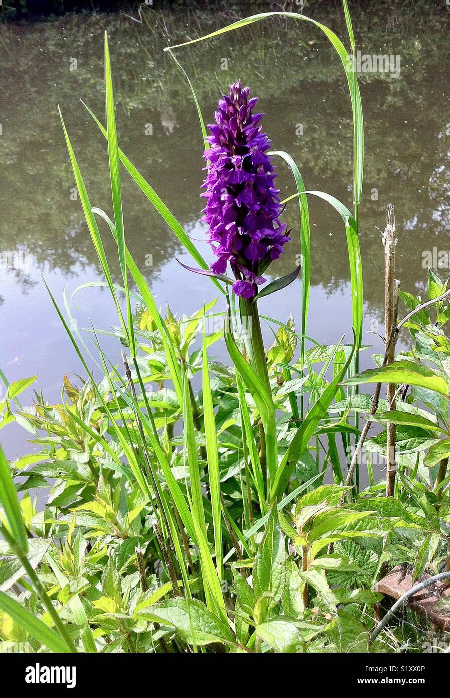 Rosa Orchidee wächst neben einem Kanal. Dactylorhiza Praetermissa, dem südlichen Marsh marsh Orchidee Orchidee oder Leopard - Smartphone-aufgenommenes Stockfoto