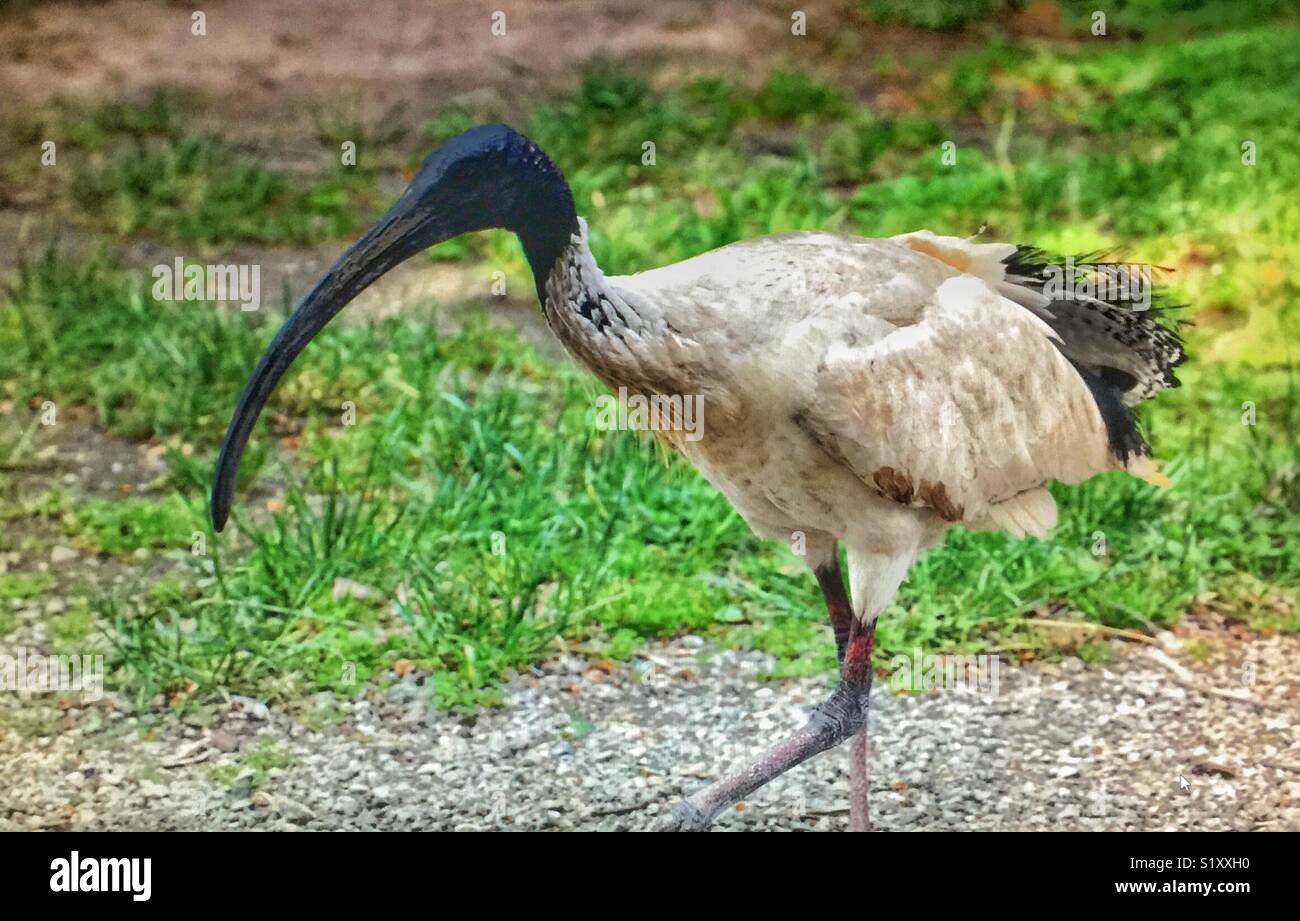 Die australische White ibis (Threskiornis Molukken) ist ein Planschbecken Vogel des ibis Familie, Threskiornithidae. Es ist weit verbreitet über viel von Australien. Stockfoto