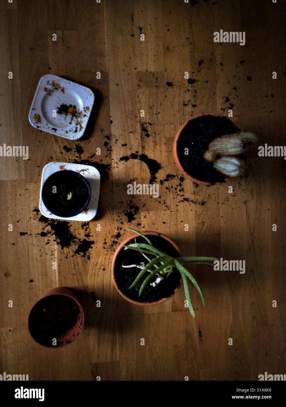 Zuhause wachsen Pflanzen - Smartphone-aufgenommenes Stockfoto