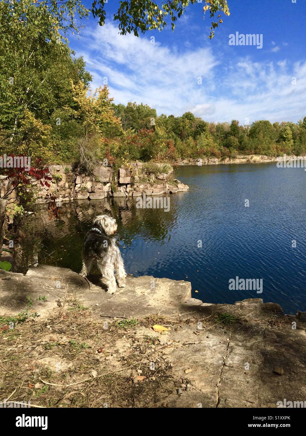 Hund in der freien Natur an einem sonnigen Tag im Herbst Stockfoto
