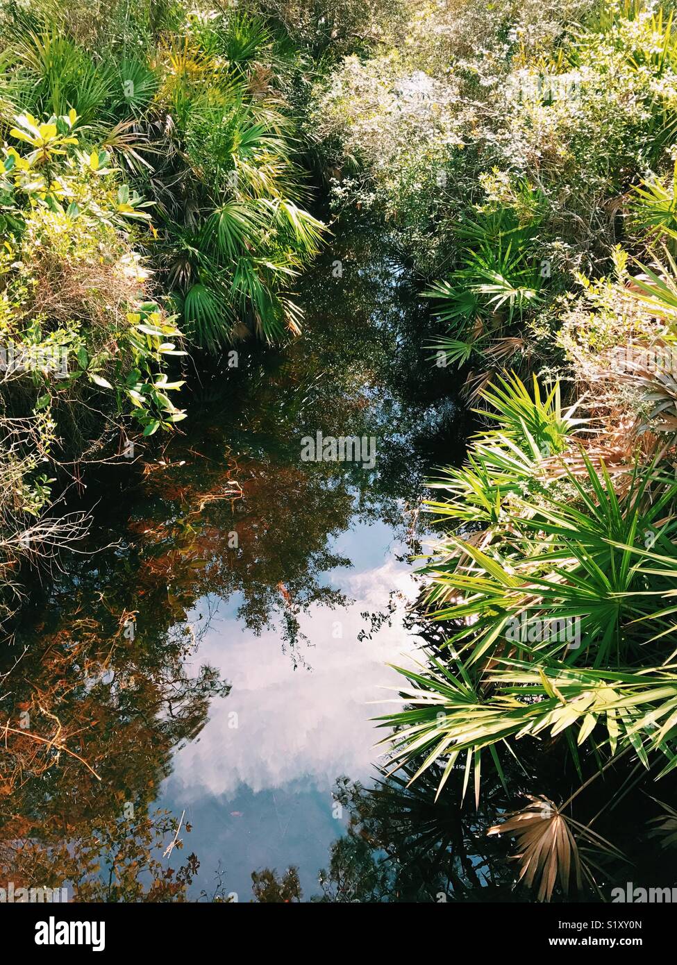 Palmettos wachsenden neben einem Strom in Camp Helen State Park, Florida, USA. - Smartphone-aufgenommenes Stockfoto