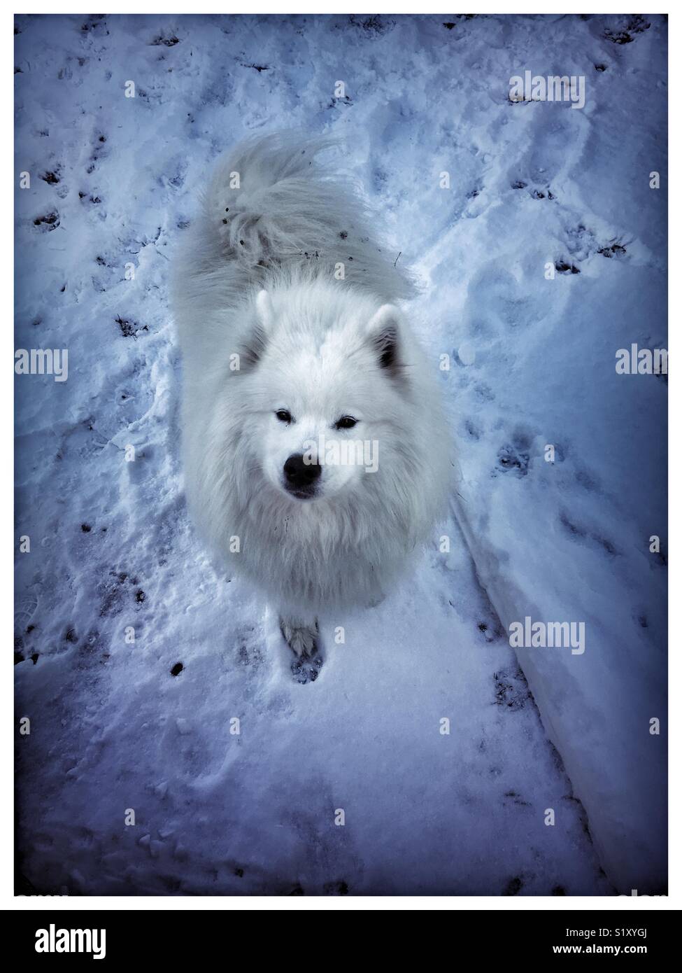 Schnee-Hund Stockfoto