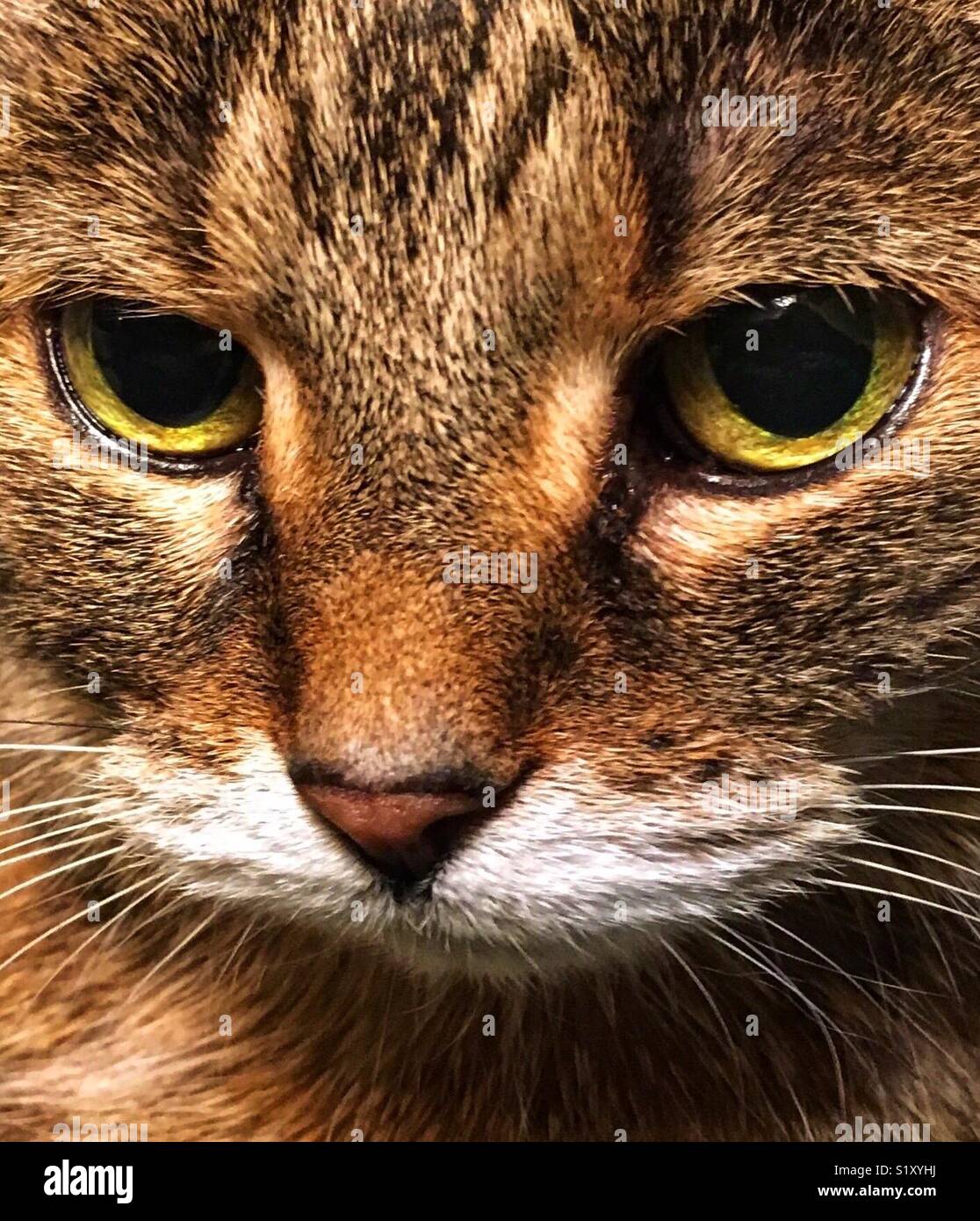 Braun tabby Katze mit grünen Augen in die Kamera Stockfotografie Alamy