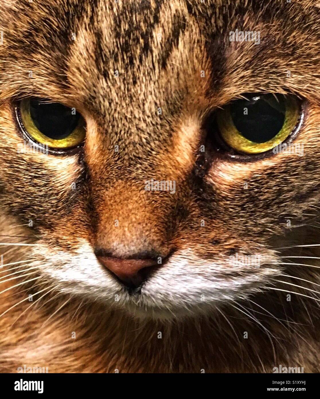Braun tabby Katze mit grünen Augen in die Kamera Stockfoto
