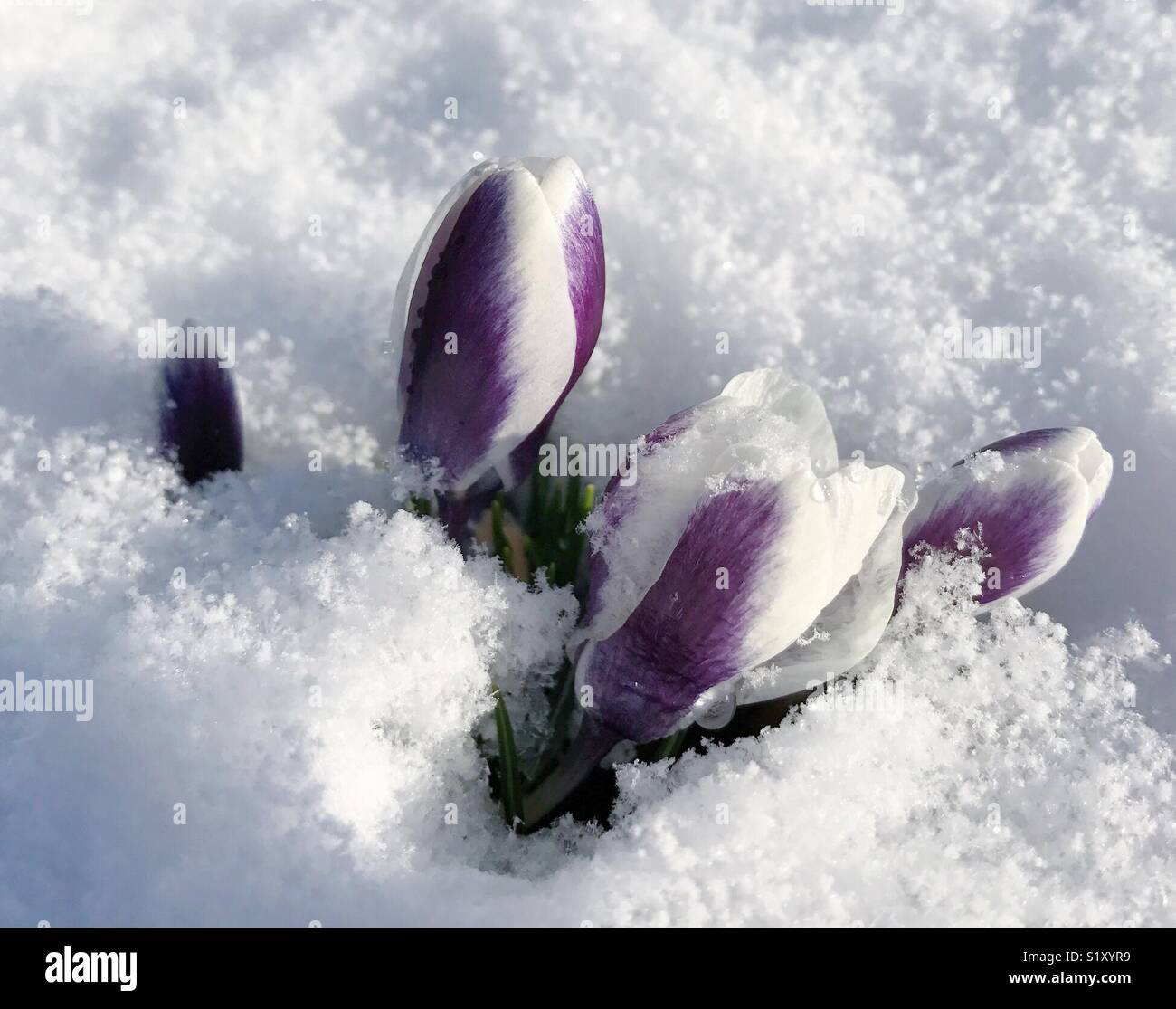 Krokus Blüte im Schnee Stockfoto