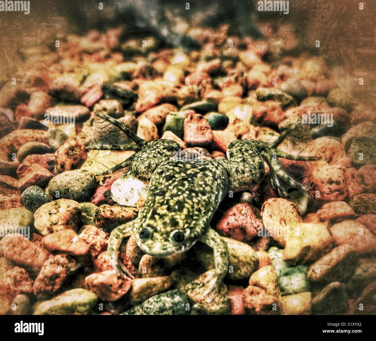 Juvenile Afrikanischen Krallenfrosches mit bunten Aquarium Felsen Stockfoto