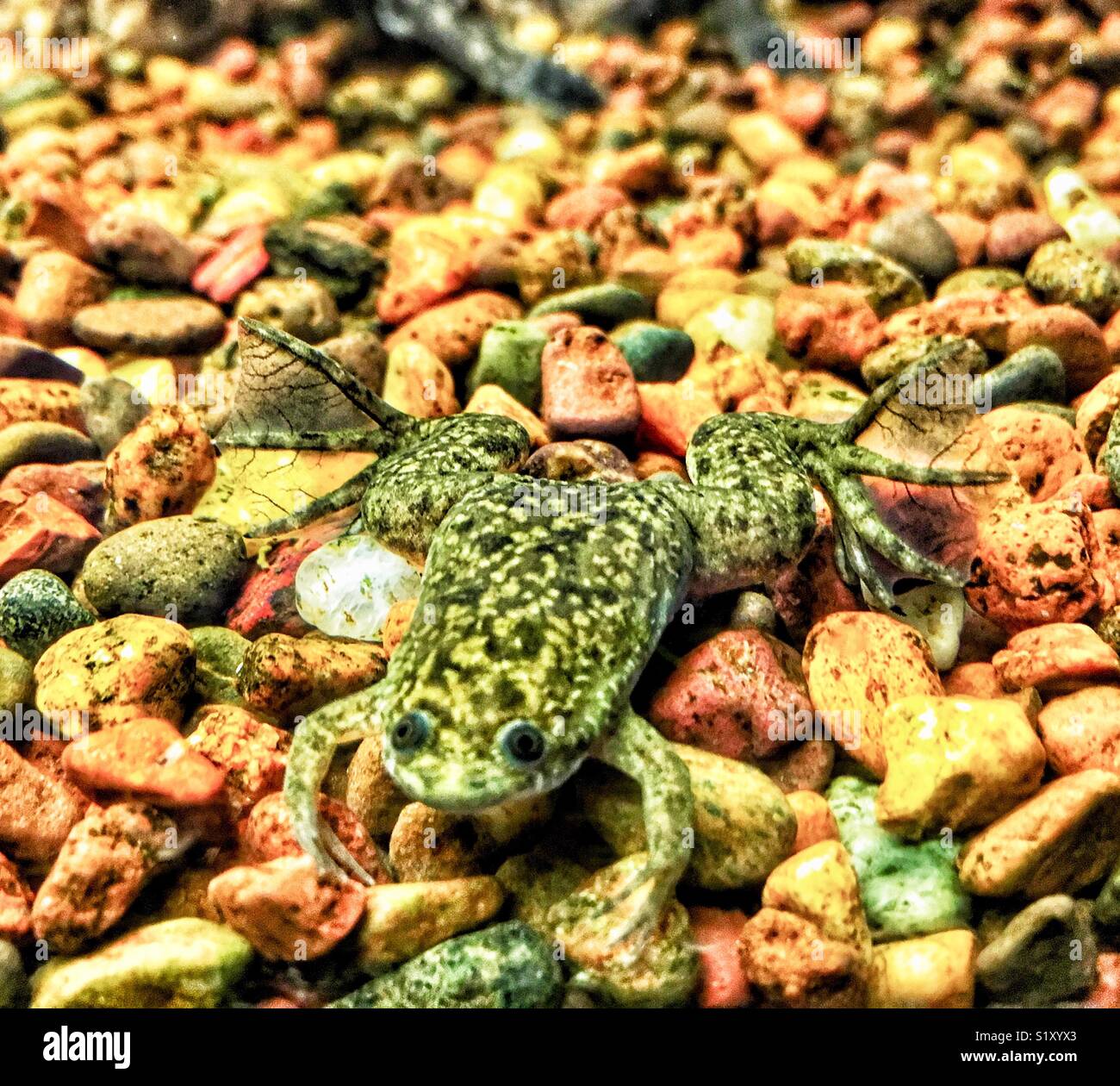 Juvenile Afrikanischen Krallenfrosches mit bunten Aquarium Felsen - Smartphone-aufgenommenes Stockfoto
