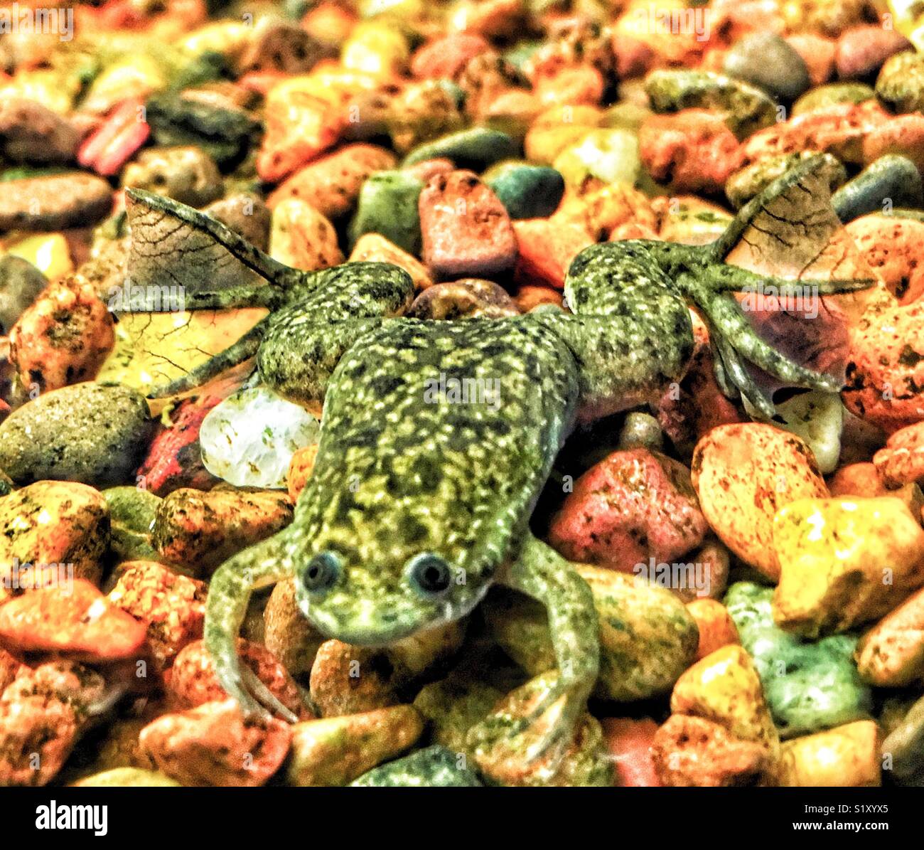 Juvenile Afrikanischen Krallenfrosches mit bunten Aquarium Felsen - Smartphone-aufgenommenes Stockfoto