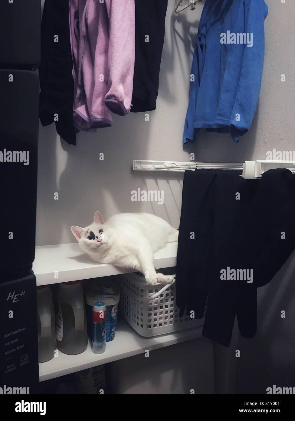 Cat Lounges in der Waschküche. Stockfoto