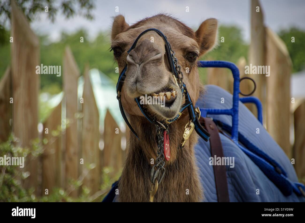 Goofy Lustige Kamel Lacheln Zahne Zu Zeigen Stockfotografie Alamy