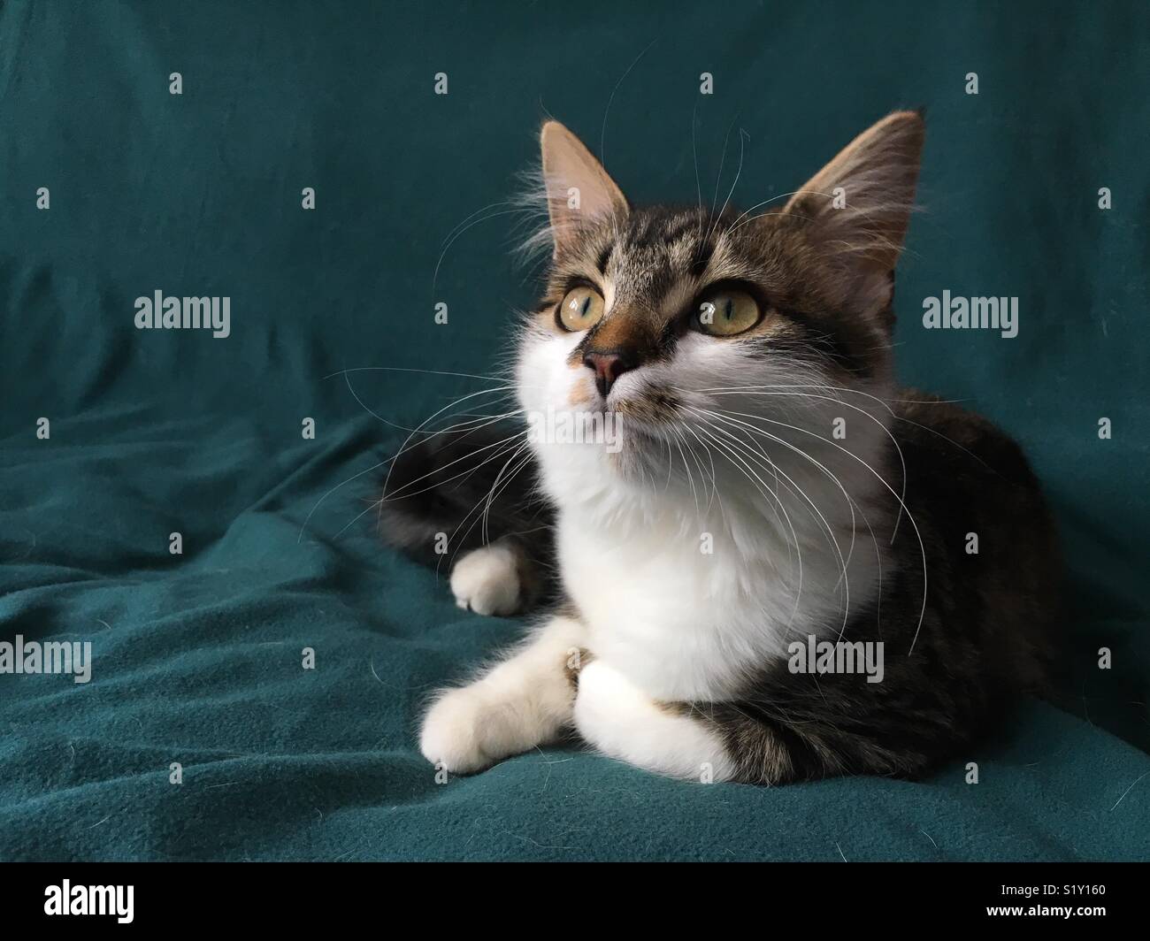Katze sass auf der Suche nach Abstand, setzte sich auf eine grüne Decke Stockfoto