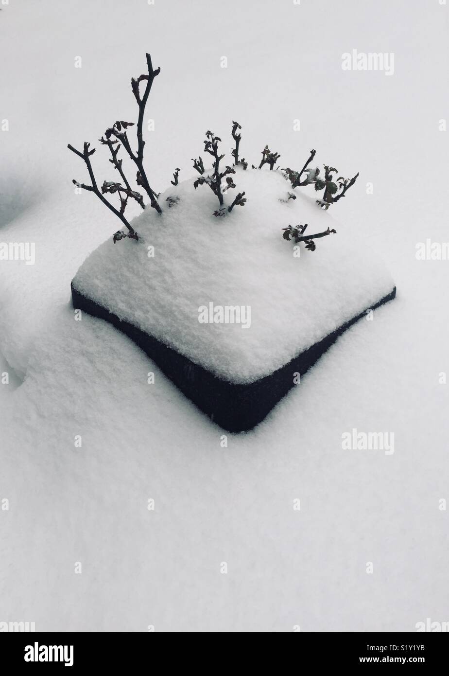 Ein Übertopf mit einem Rosenbusch in Schnee bedeckt Stockfoto