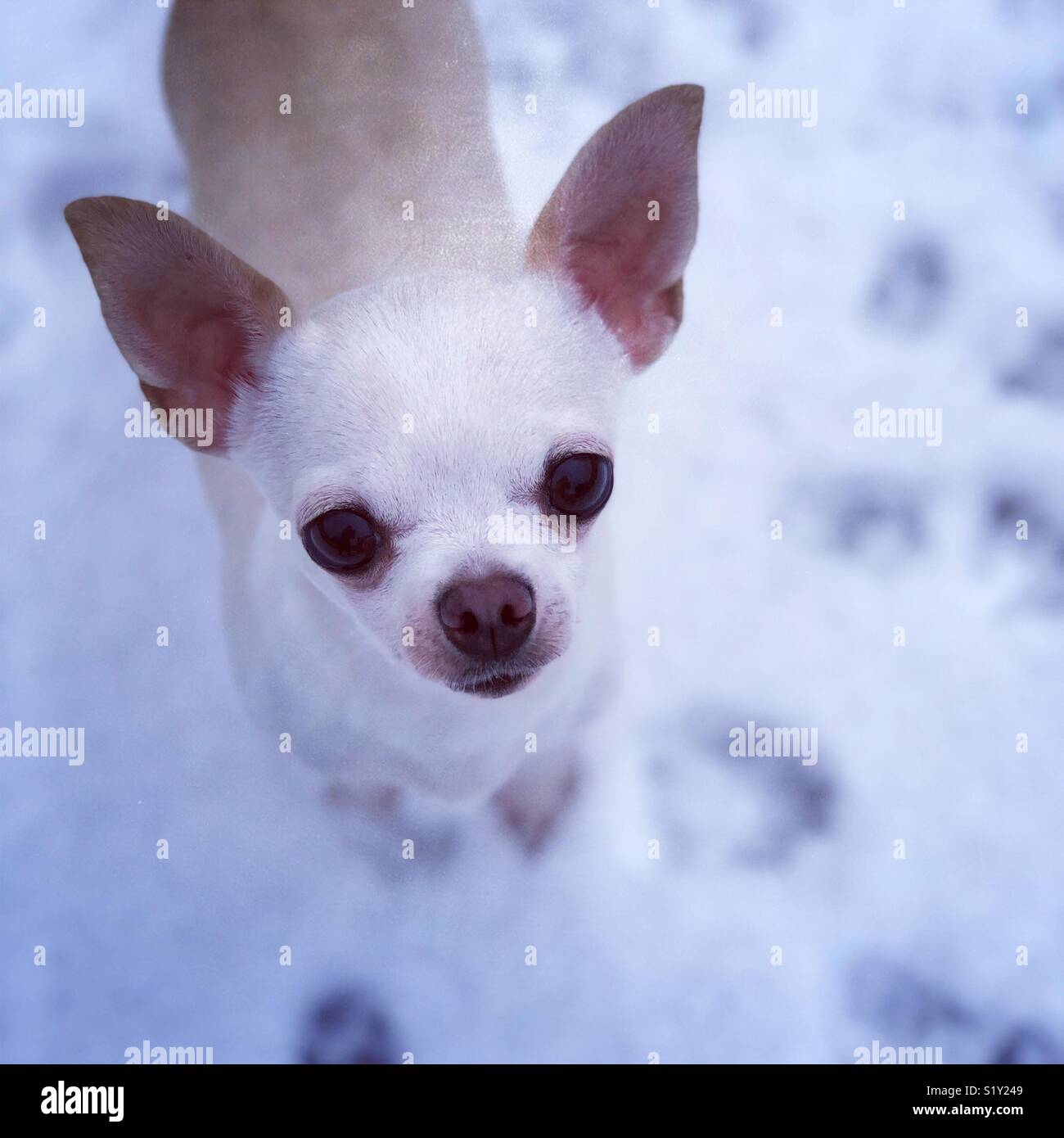 Ethel, eine Rettung Chihuahua Stockfoto