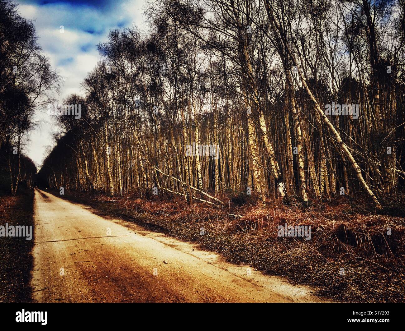 Rendelsham Wald, wo im Dezember 1980 durch US-Soldaten, dass ein außerirdisches Raumschiff landete in der Nähe des Kalten Krieges US-Airbase in Woodbridge, Suffolk gemeldet wurde. - Smartphone-aufgenommenes Stockfoto